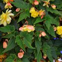 Begonia x tuberhybrida 'Illumination abricot' (2)